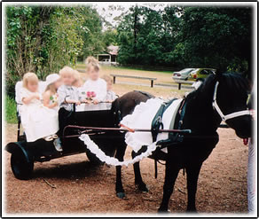 Showtime Limousines