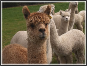 Rosa  Glen Alpacas