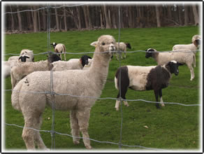 Rosa  Glen Alpacas