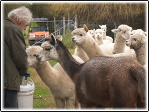 Rosa  Glen Alpacas