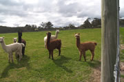 Rosa Glen Alpacas
