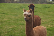 Rosa Glen Alpacas