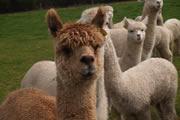 Rosa Glen Alpacas