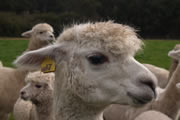 Rosa Glen Alpacas