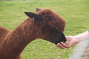 Rosa Glen Alpacas