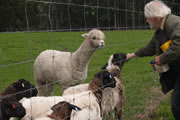 Rosa Glen Alpacas