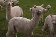 Rosa Glen Alpacas