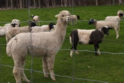 Rosa Glen Alpacas