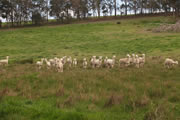 Rosa Glen Alpacas