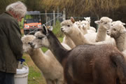 Rosa Glen Alpacas