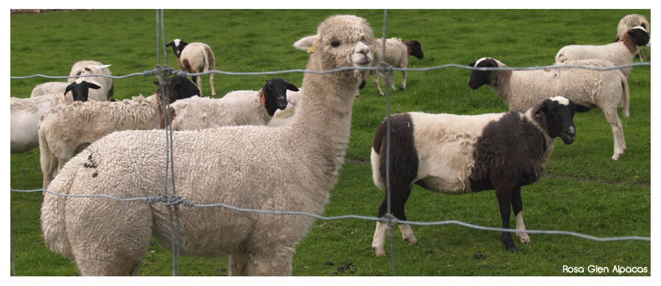 Rosa  Glen Alpacas