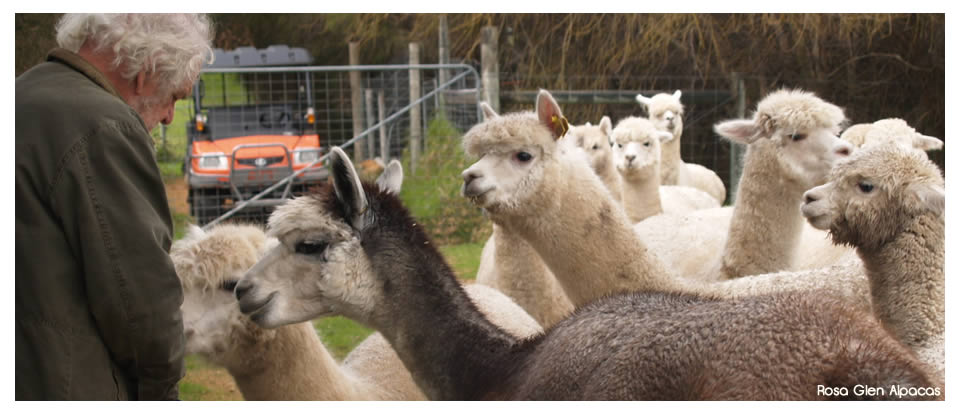 Rosa  Glen Alpacas