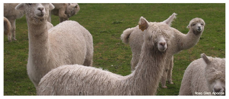 Rosa  Glen Alpacas