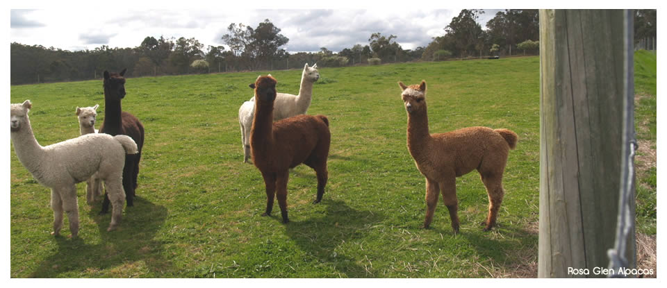 Rosa  Glen Alpacas