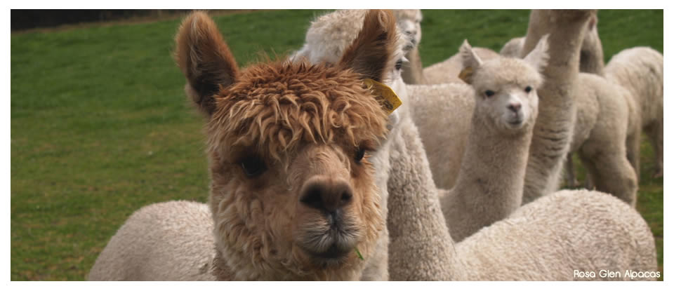 Rosa  Glen Alpacas