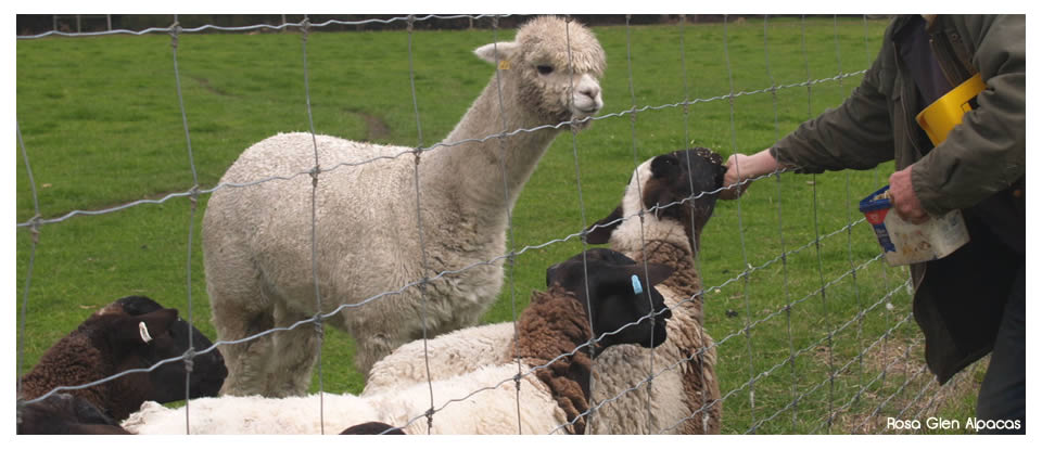 Rosa  Glen Alpacas