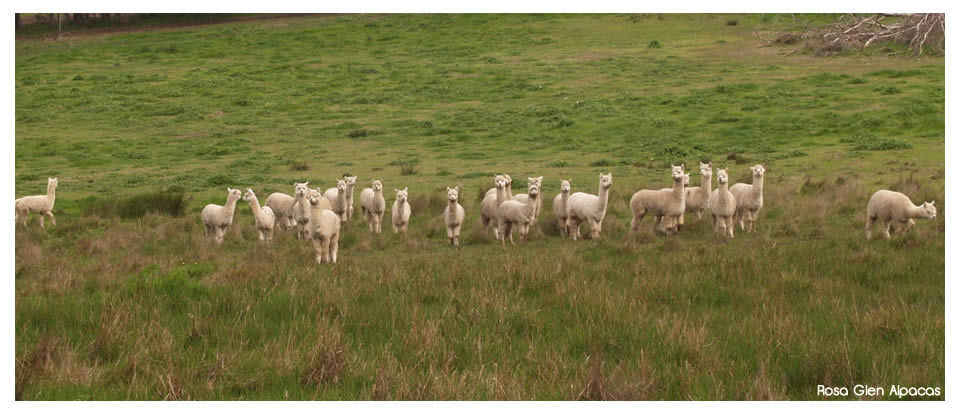 Rosa  Glen Alpacas