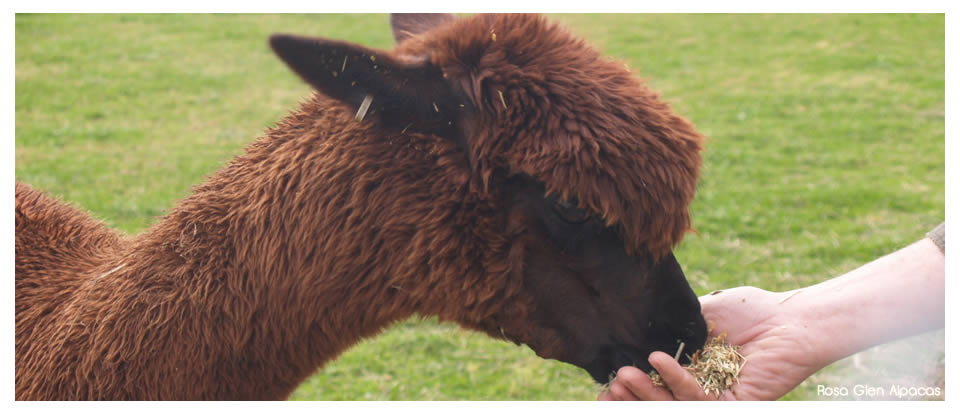 Rosa  Glen Alpacas