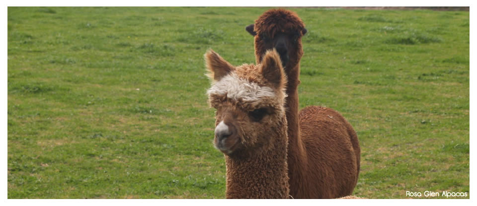 Rosa  Glen Alpacas